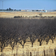 Illustration for article titled How the Drought Is Devastating California's #1 Food Export: Almonds